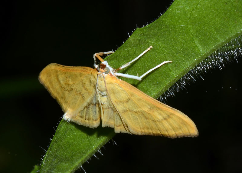 5 Crambidae per conferma